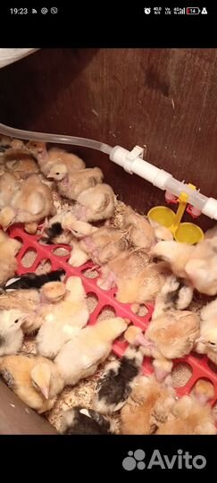 Цыплята бройлеры, несушки, цветной броль, утята