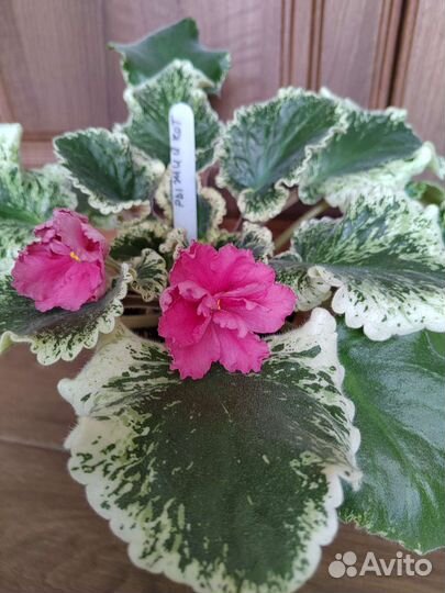 Детки сортовых фиалок