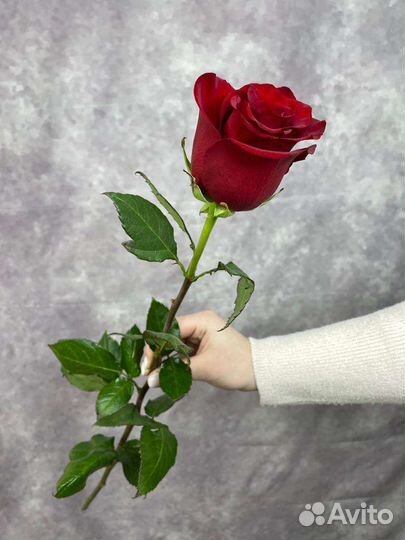 Розы поштучно