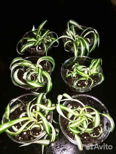 Хлорофитумы разные и другие растения