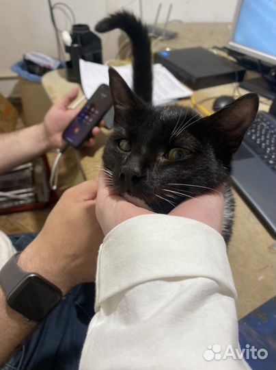 Кошки бесплатно