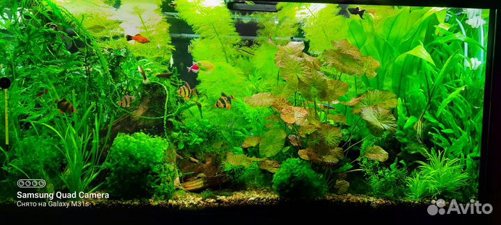 Аквариумные растения и коряги