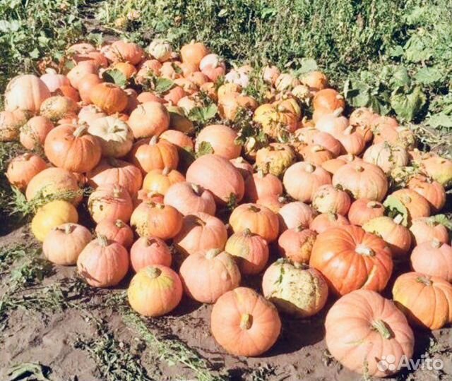 Тыква оптом