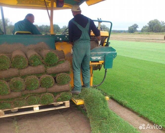 Рулонный газон от производителя - укладка