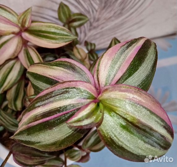 Традесканции сортовые