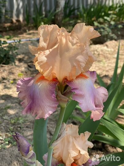 Ирис бородатый