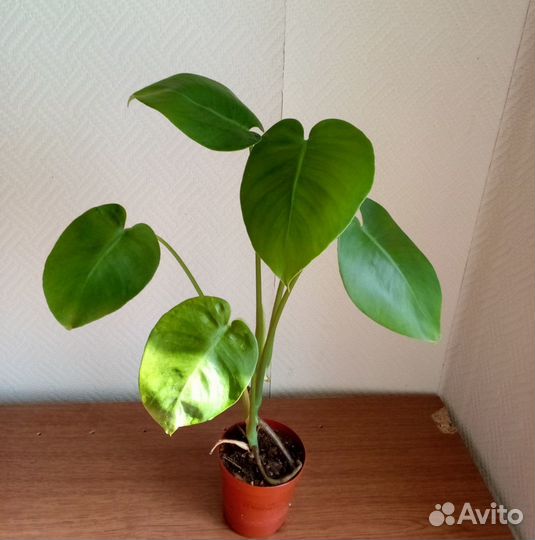 Монстера делициоза