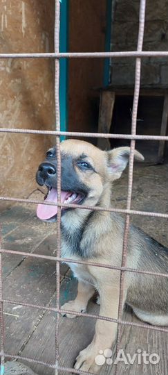 Щенок от маленькой собаки