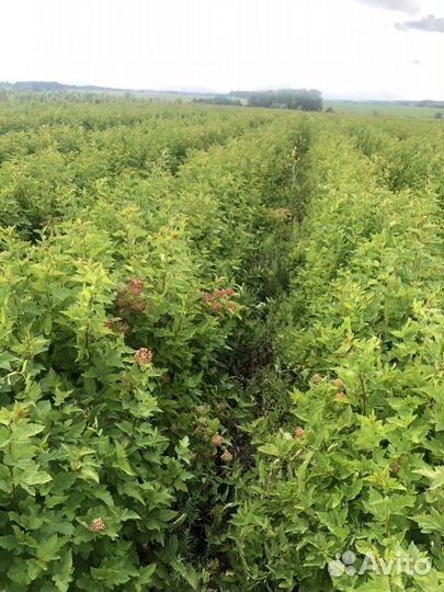 Спирея калинолистная (пузыреплодник, только оптом)