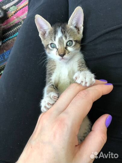 Котёнок девочка в добрые руки