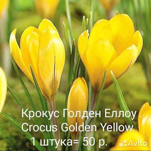 Луковицы крокусов. Крокусы