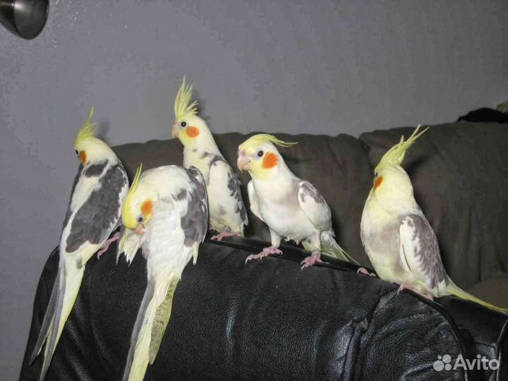 Попугай корелла