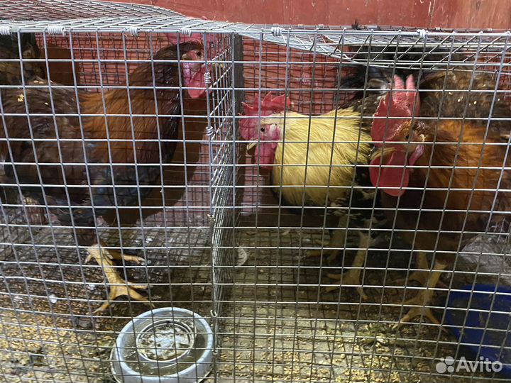 Куры молодка