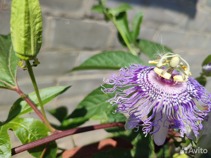 Пассифлора маракуйя