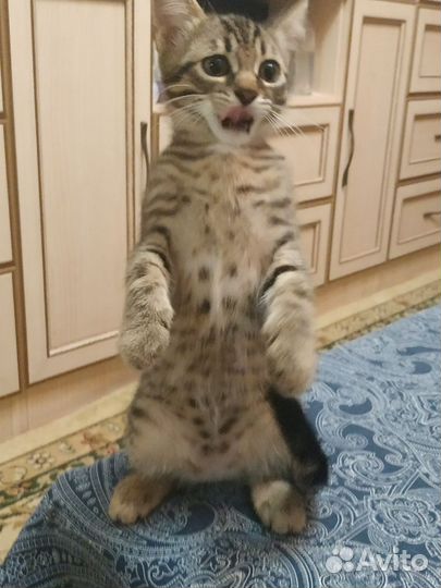 Смышлёные котята