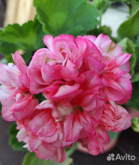 Пеларгония сортовая