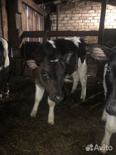 Тёлки 3 месяца и 1,5 месяца