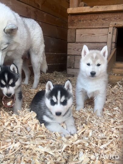 Лучшие хаски