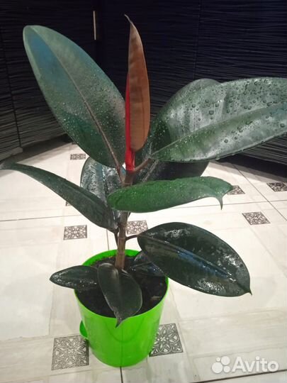 Фикус каучуконосный