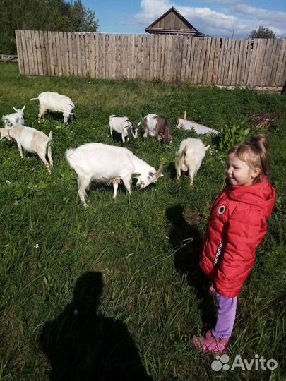 Козье Молоко Цельное Жир Доставка