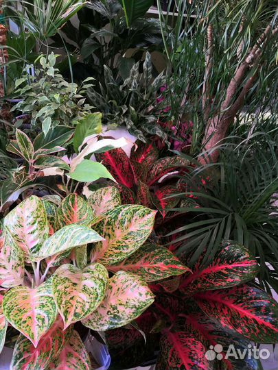 Комнатные цветы растения озеленение