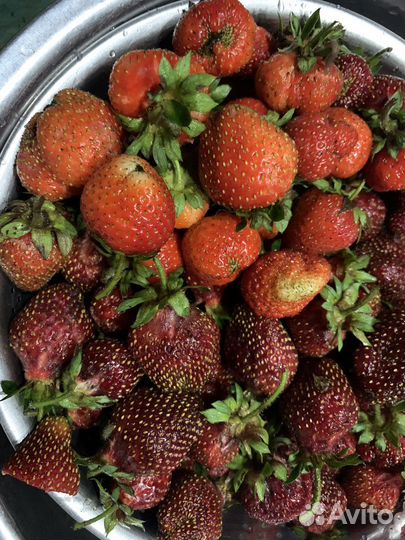 Фейерверк рассада