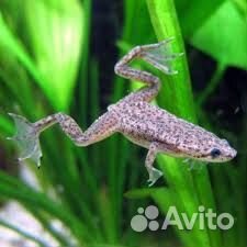 Аквариумные рыбки