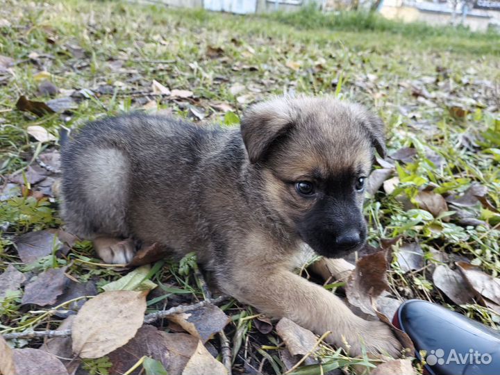 Щенок в добрые руки бесплатно