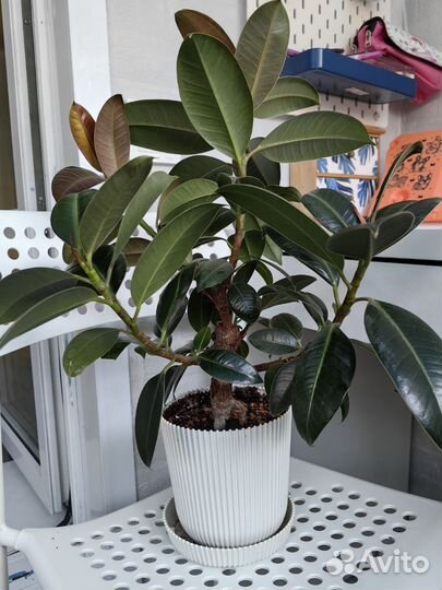 Фикус каучуконосный Мелани