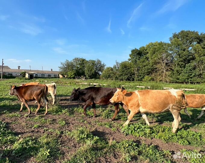 Телка, нетель