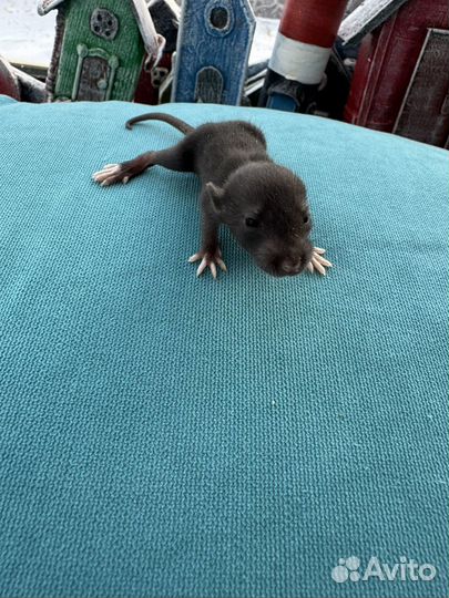 Декоративные крысята