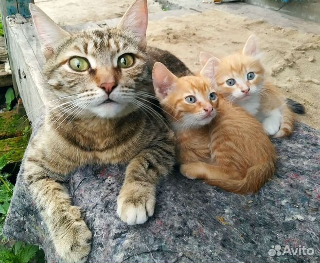 Котята в добрые руки бесплатно
