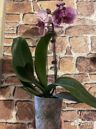 Орхидея фаленопсис