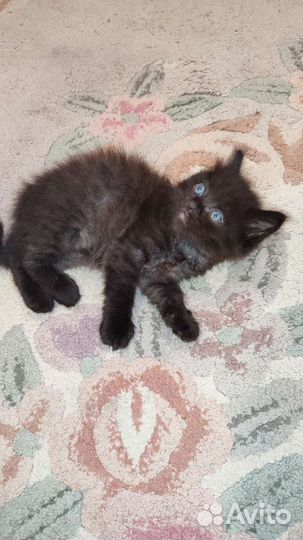 Кошки в добрые руки бесплатно