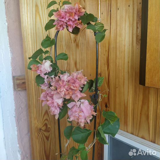 Нолина, Бугенвиллия маскарад