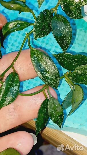 Хойи. Укорененые и на срез