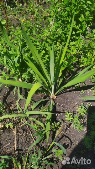 Пальма юкка