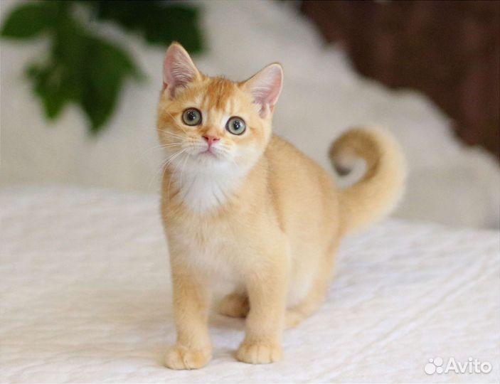 Золотые котята мальчики и девочки ny12, ny11