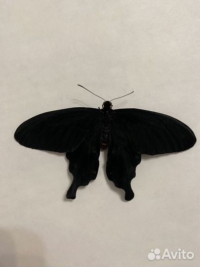 Сухие насекомые бабочки