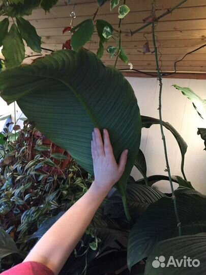 Спатифиллум