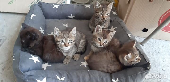 Котята в добрые руки даром