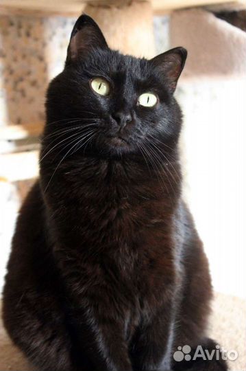 Кошка Магия