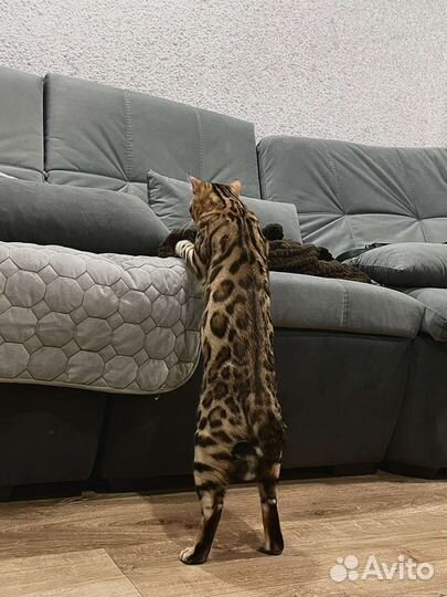 Бенгальский котик