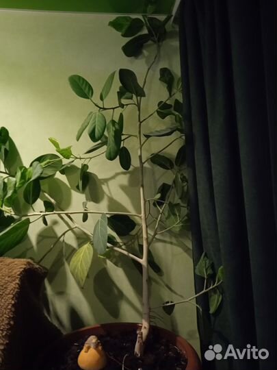 Комнатные цветы