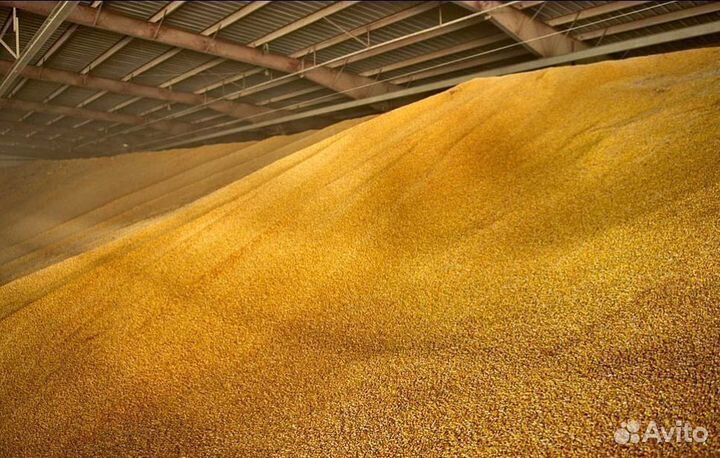 Пшеница Зерно корма размол