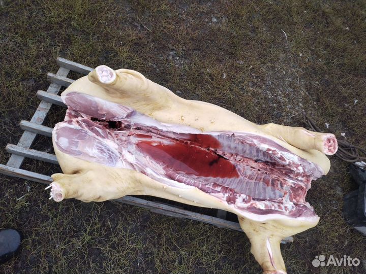 Закупаю мясо : свинина, говядина