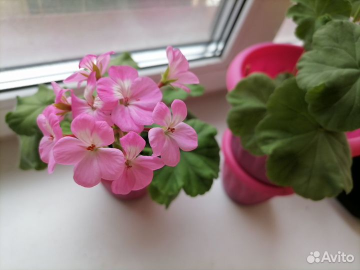 Пеларгония герань коралловая