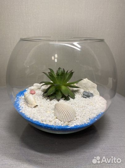Флорариум суккуленты decor