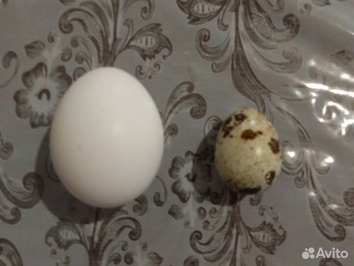 Домашние куриные яйца