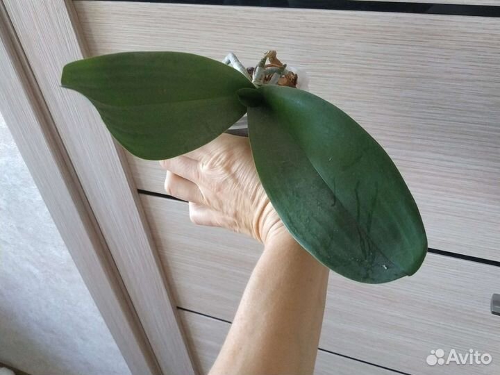 Орхидея фаленопсис белая